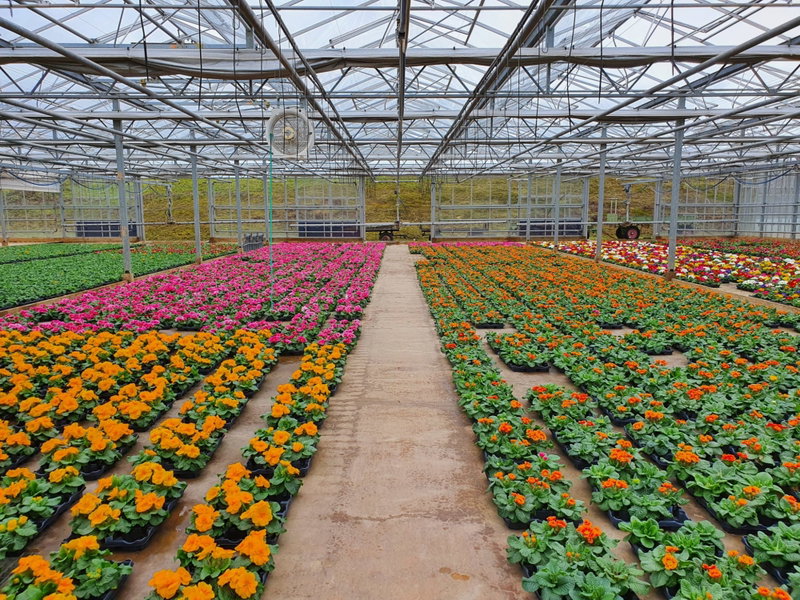 Der Blumen PETER