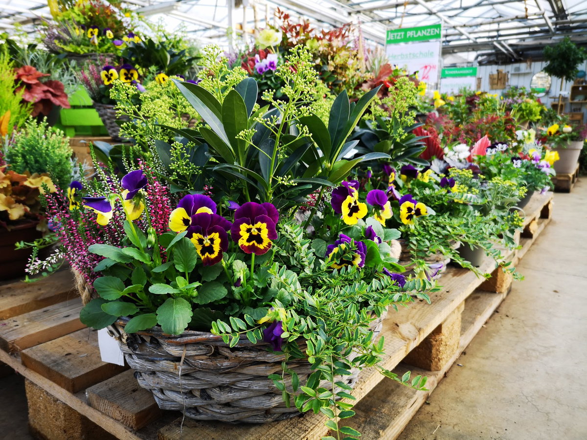 Der Blumen PETER