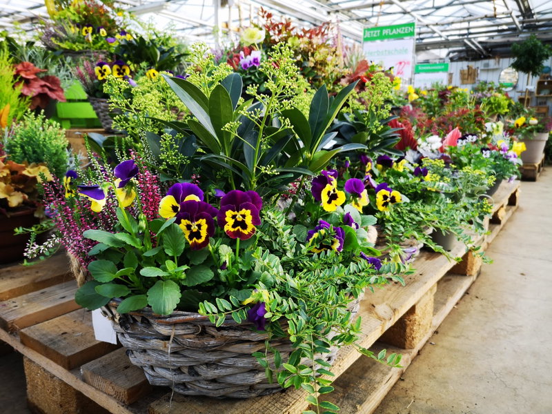 Der Blumen PETER