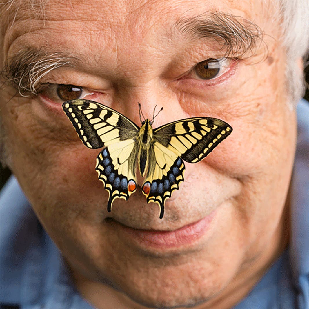 Papa Papillon